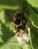 Dolichovespula saxonica